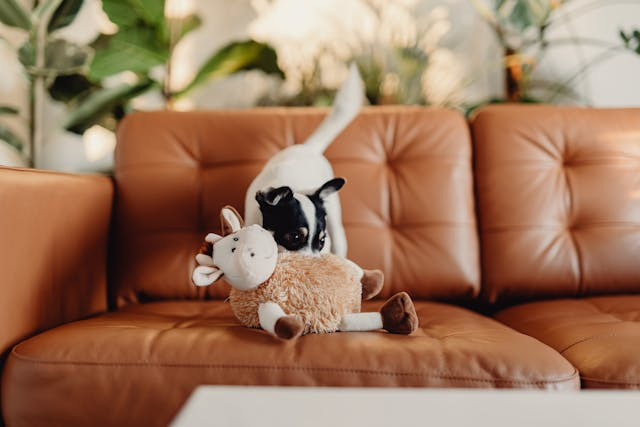 dog-playing-with-stuffed-toy-on-couch