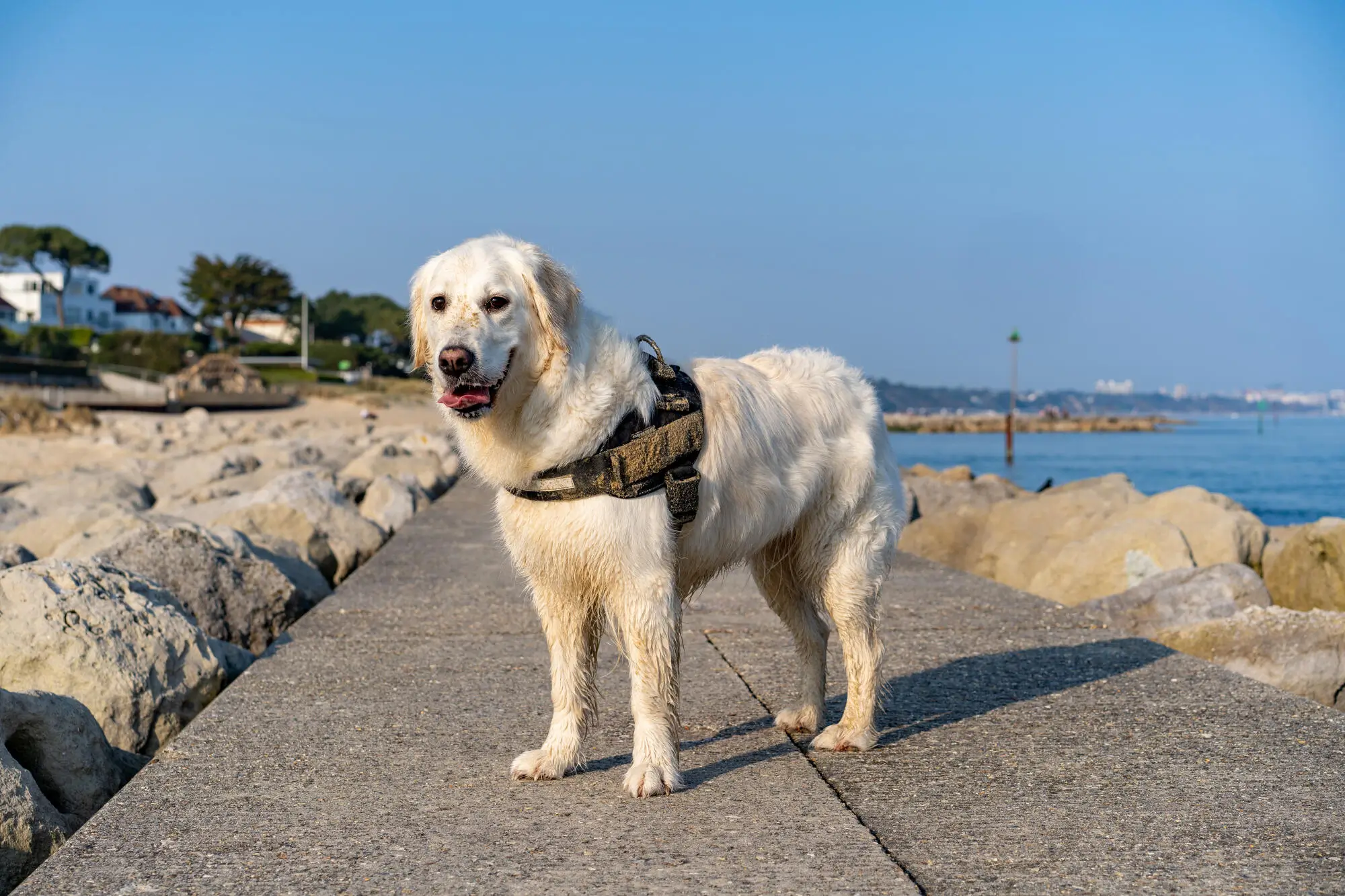 Difference Between Service, Emotional Support Animals and Pets: A Portsmouth Landlord's Guide