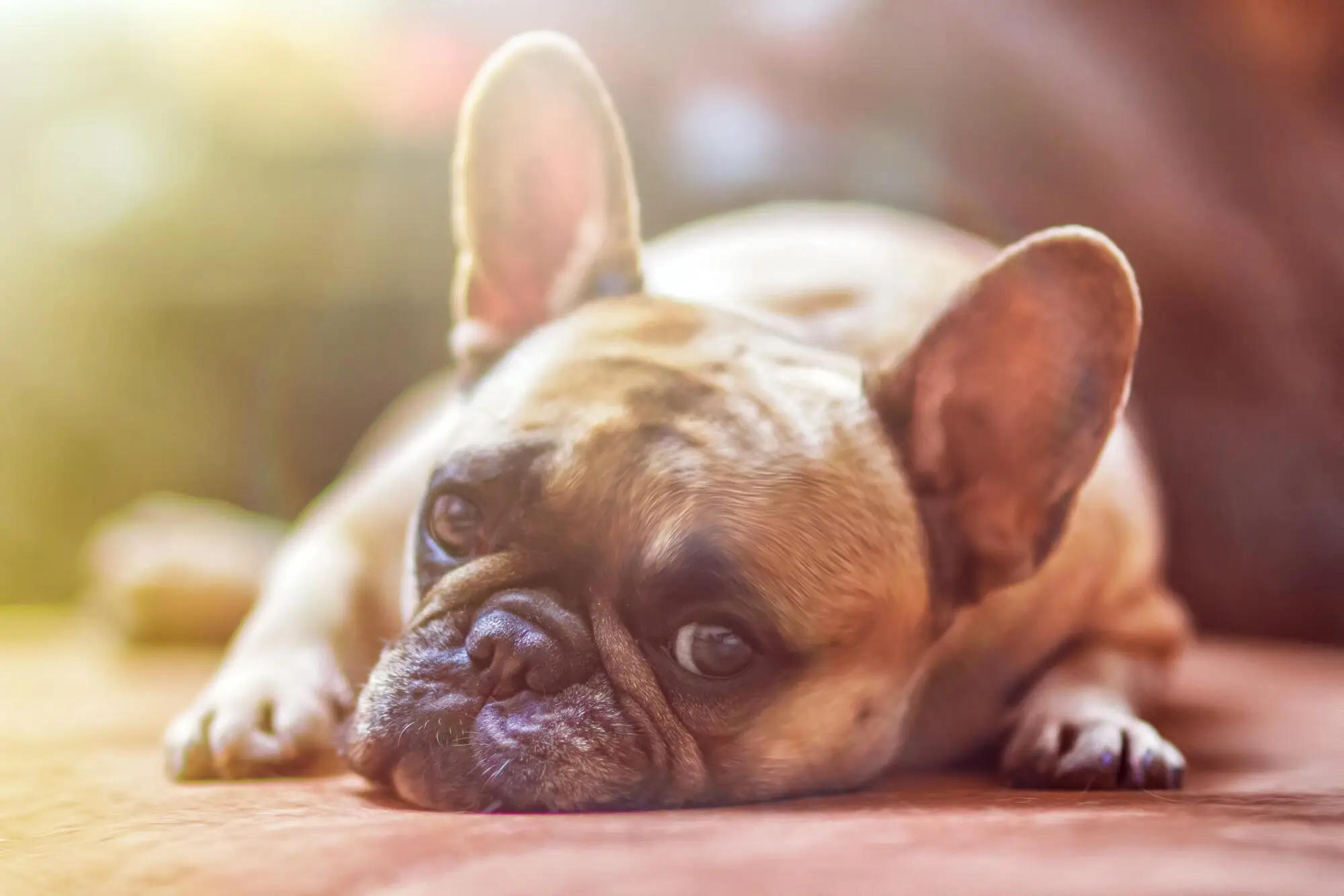5 Tips to Ensure Harmony with Pets in a Rental Property in Portsmouth, NH